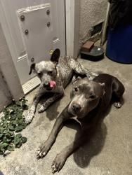 Found/Stray Female Dog last seen First and Herndon , Fresno, CA 93721