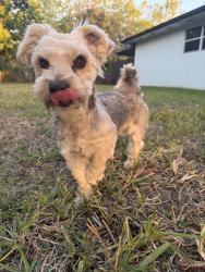 Found/Stray Male Dog last seen 235th ST 152nd Ave, Homestead, FL 33032