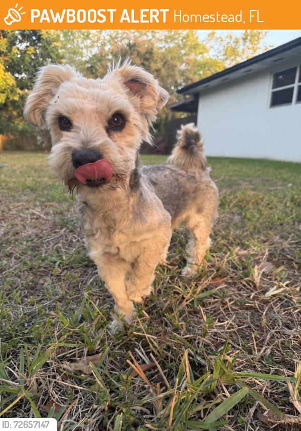 Found/Stray Male Dog last seen 235th ST 152nd Ave, Homestead, FL 33032