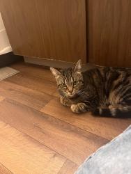 Lost Female Cat last seen Cassidys, Village baker, Westside apmts, Bend, OR 97702