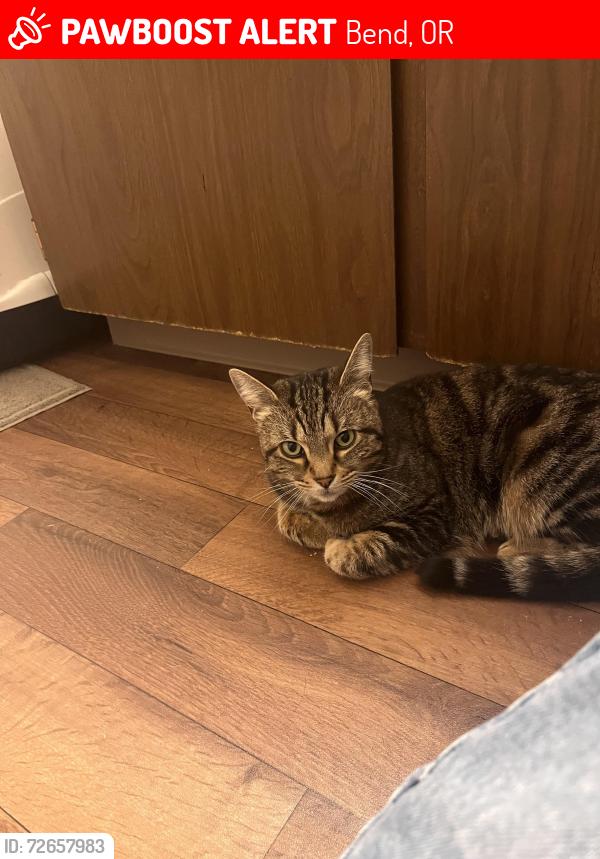 Lost Female Cat last seen Cassidys, Village baker, Westside apmts, Bend, OR 97702