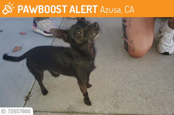 Found/Stray Male Dog last seen Enid Ave & Gladstone , Azusa, CA 91702