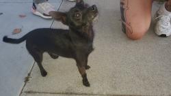 Found/Stray Male Dog last seen Enid Ave & Gladstone , Azusa, CA 91702