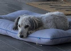 Lost Male Dog last seen Valley Pkwy, Escondido, CA 92027