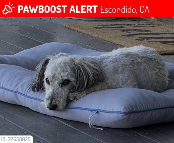 Lost Male Dog last seen Valley Pkwy, Escondido, CA 92027