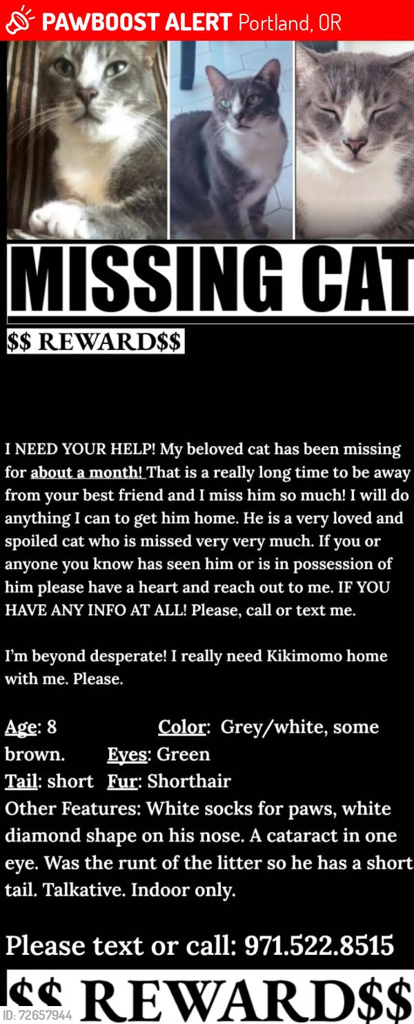 Lost Male Cat last seen SW JEFFERY & SW PARK AVE, Portland, OR 97205