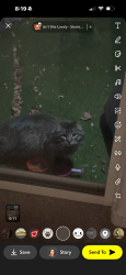 Found/Stray Unknown Cat last seen My backyard , Rio Rancho, NM 87144