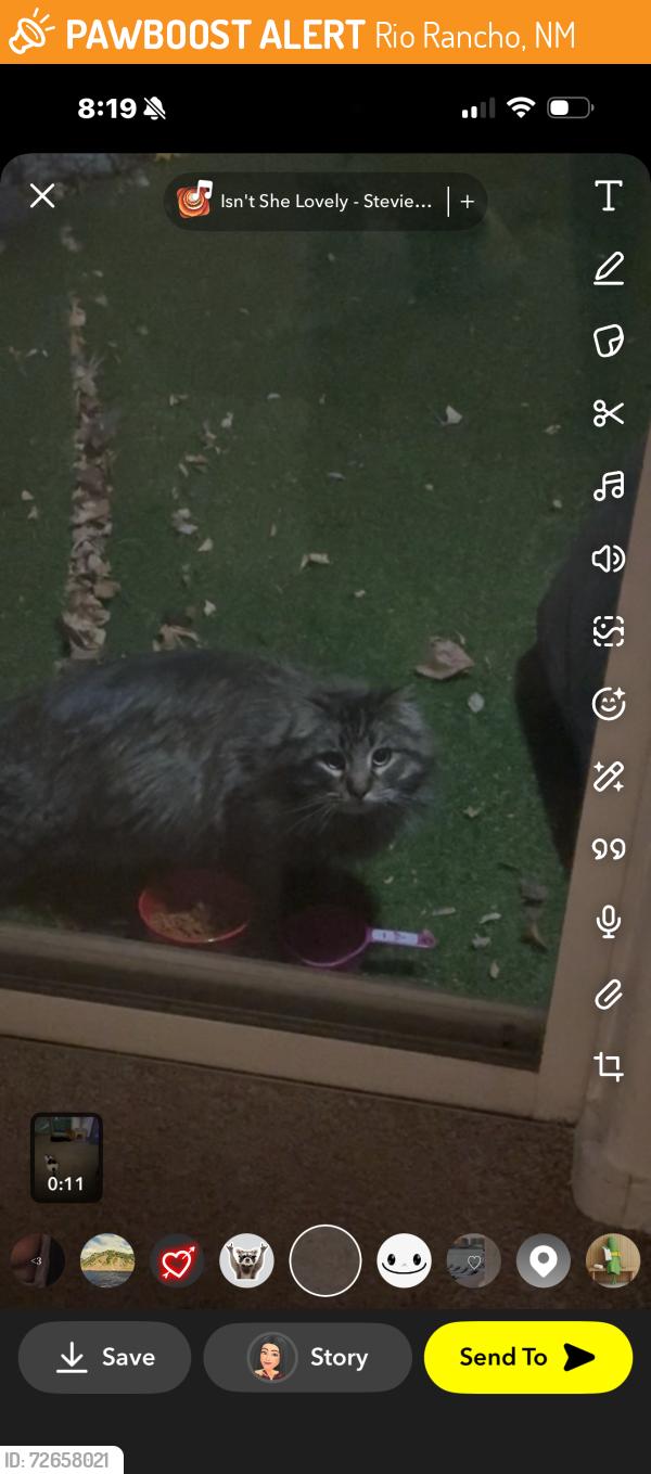 Found/Stray Unknown Cat last seen My backyard , Rio Rancho, NM 87144