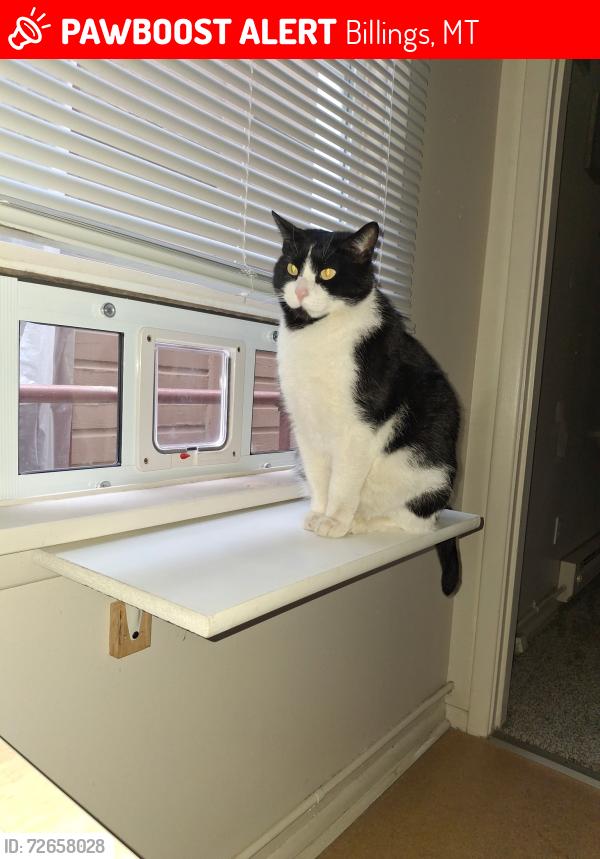 Lost Male Cat last seen 23rd st, Billings, MT 59102