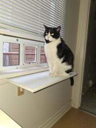Lost Male Cat last seen 23rd st, Billings, MT 59102