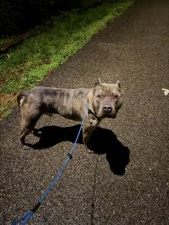 Found/Stray Male Dog last seen Near Iroquois & Asheville HWY , Knoxville, TN 37914