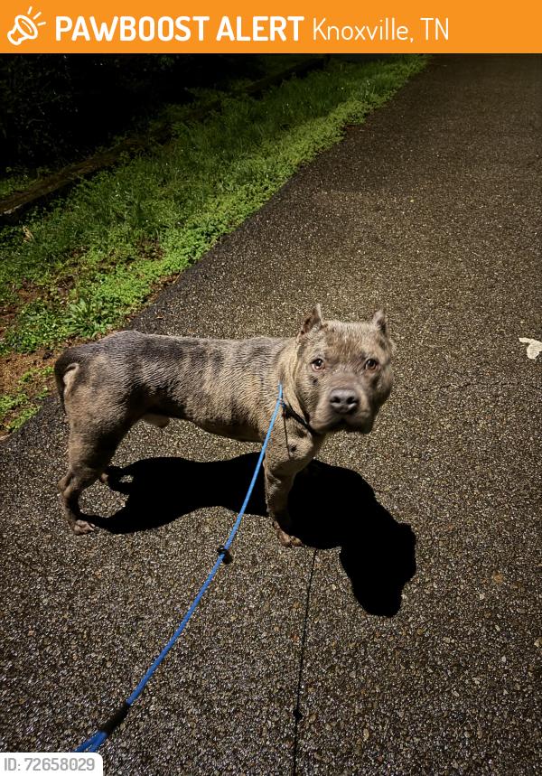 Found/Stray Male Dog last seen Near Iroquois & Asheville HWY , Knoxville, TN 37914