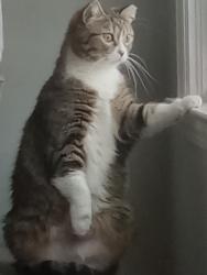Lost Female Cat last seen Woodchuck Way and Hwy 138, Conyers, GA 30094