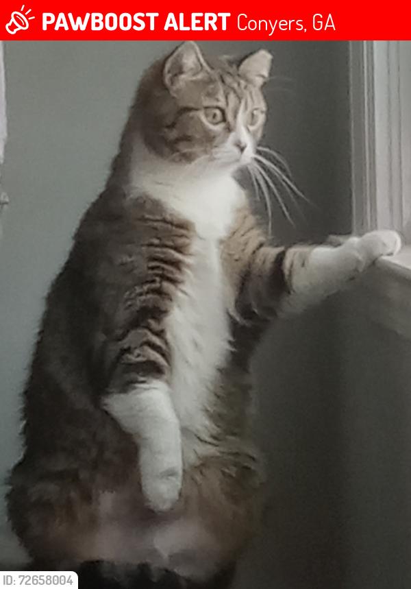 Lost Female Cat last seen Woodchuck Way and Hwy 138, Conyers, GA 30094