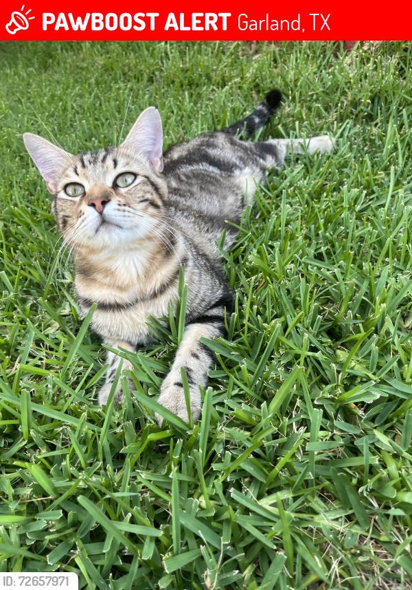 Lost Male Cat last seen Kingsbridge dr, Garland, TX 75040