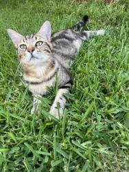 Lost Male Cat last seen Kingsbridge dr, Garland, TX 75040