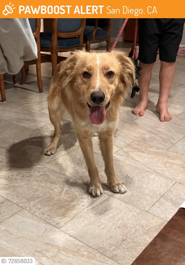 Found/Stray Male Dog last seen Near Paseo De Las Americas, San Diego, CA 92154, San Diego, CA 92154
