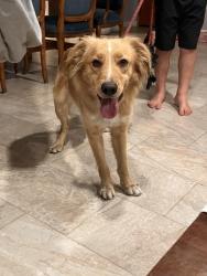 Found/Stray Male Dog last seen Near Paseo De Las Americas, San Diego, CA 92154, San Diego, CA 92154