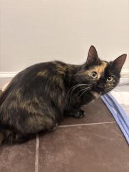 Found/Stray Female Cat last seen Behind Community Blood Center on Main St, Kansas City, MO 64111