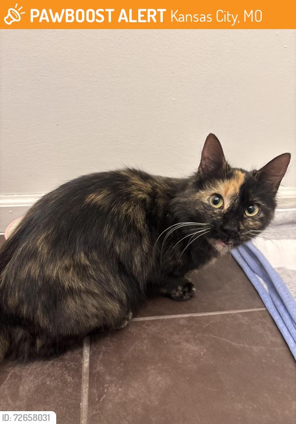 Found/Stray Female Cat last seen Behind Community Blood Center on Main St, Kansas City, MO 64111