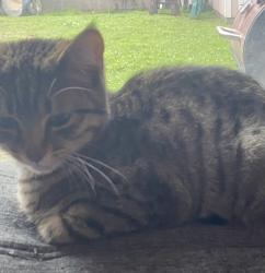 Lost Female Cat last seen Homeward st/ van wig, La Puente, CA 91746