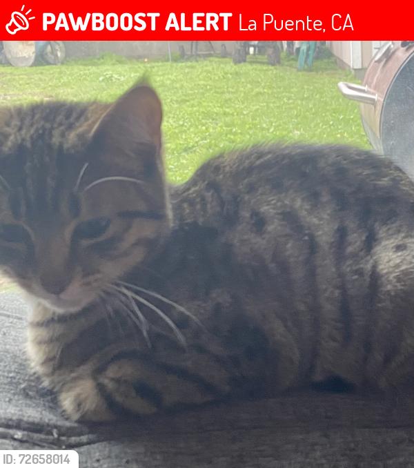 Lost Female Cat last seen Homeward st/ van wig, La Puente, CA 91746