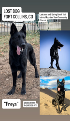Lost Female Dog last seen Mulberry, Lemay, Timberline, Prospect , Fort Collins, CO 80524