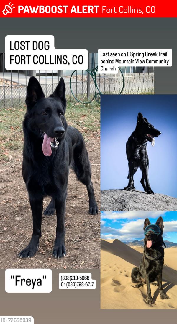 Lost Female Dog last seen Mulberry, Lemay, Timberline, Prospect , Fort Collins, CO 80524