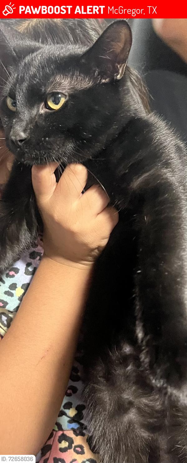 Lost Male Cat last seen E McGregor Dr and Bulldog Ln, McGregor, TX 76657