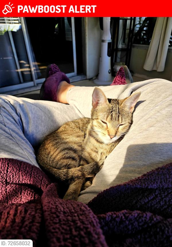 Lost Female Cat last seen Jose Gaspar Dr. & Pirates Rest Rd., North Fort Myers, FL 33917