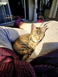 Lost Female Cat last seen Jose Gaspar Dr. & Pirates Rest Rd., North Fort Myers, FL 33917
