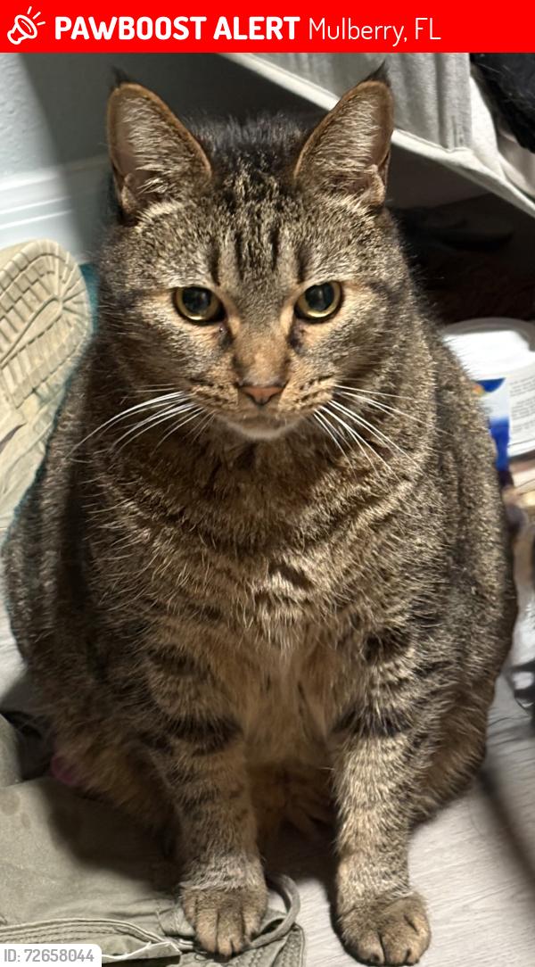 Lost Male Cat last seen Villages at Sundance, Mulberry, FL 33860
