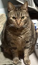 Lost Male Cat last seen Villages at Sundance, Mulberry, FL 33860