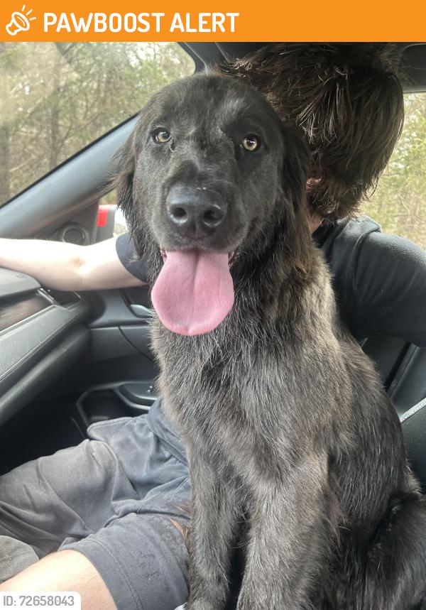 Found/Stray Female Dog last seen Near exit 22 in Jackson NJ, Jackson Township, NJ 08527