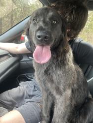 Found/Stray Female Dog last seen Near exit 22 in Jackson NJ, Jackson Township, NJ 08527