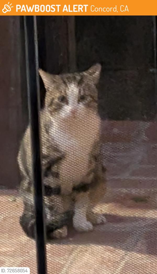 Found/Stray Unknown Cat last seen Claudia dr and N 6th , Concord, CA 94519