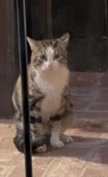 Found/Stray Unknown Cat last seen Claudia dr and N 6th , Concord, CA 94519