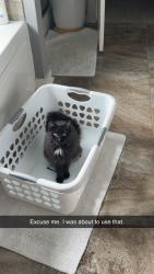 Lost Female Cat last seen Bobo Section Rd or Elkwood Section Rd, Hazel Green, AL 35750