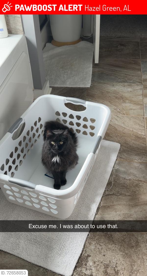 Lost Female Cat last seen Bobo Section Rd or Elkwood Section Rd, Hazel Green, AL 35750
