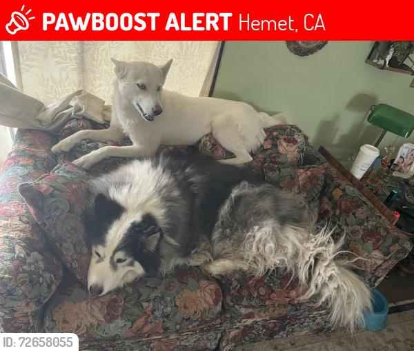 Lost Female Dog last seen Florida st and Hemet st, Hemet, CA 92581