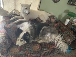 Lost Female Dog last seen Florida st and Hemet st, Hemet, CA 92581