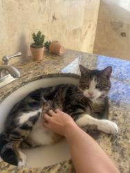 Lost Male Cat last seen My neighborhood, Miami, FL 33196