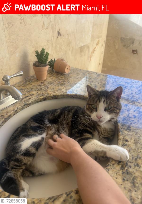 Lost Male Cat last seen My neighborhood, Miami, FL 33196