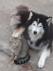 Lost Male Dog last seen Telephone Rd, Houston, TX 77087