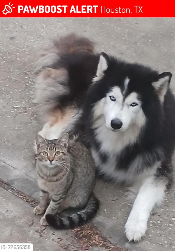 Lost Male Dog last seen Telephone Rd, Houston, TX 77087