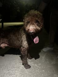 Found/Stray Male Dog last seen Near sw 81st miami 33173, Miami, FL 33173