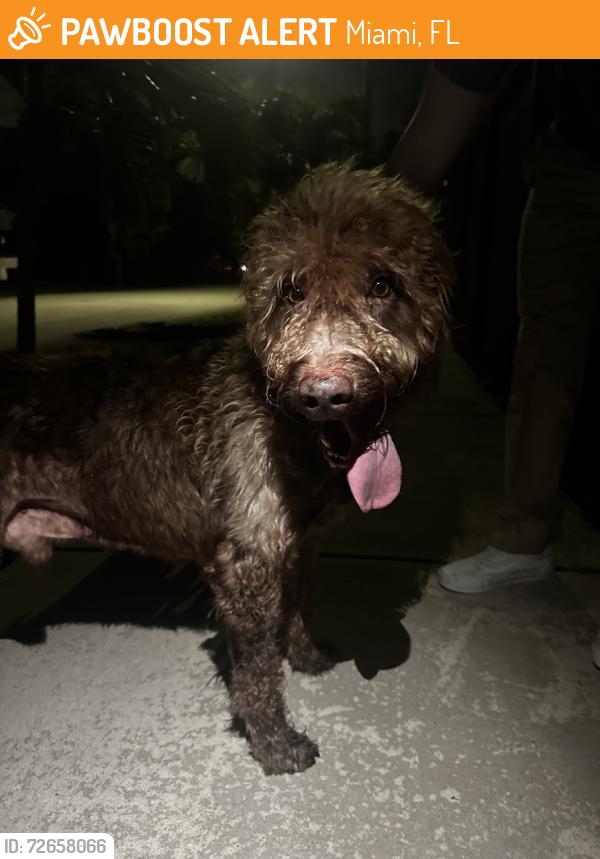 Found/Stray Male Dog last seen Near sw 81st miami 33173, Miami, FL 33173