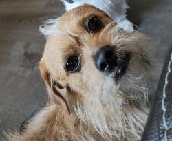 Lost Male Dog last seen Walmart on Peach and Shaw, Clovis, CA 93612