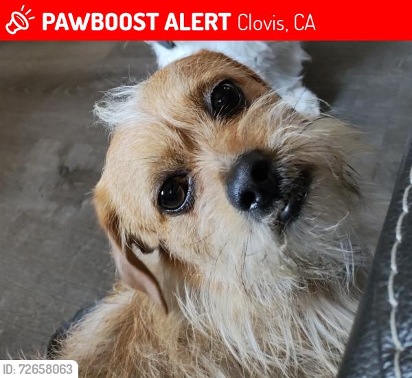 Lost Male Dog last seen Walmart on Peach and Shaw, Clovis, CA 93612