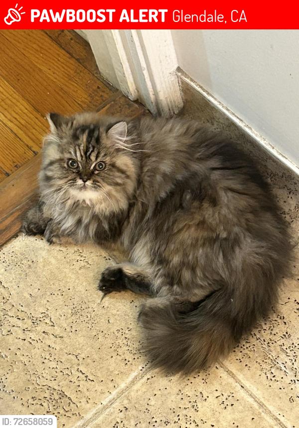 Lost Female Cat last seen Sunview and Broadbiew, Glendale, CA 91208